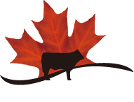 canadian beef